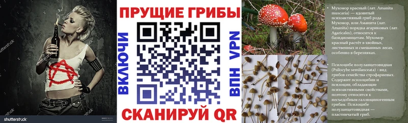 Псилоцибиновые грибы Psilocybe Байкальск